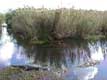 Alligator dans le marais / USA, Floride, Everglades