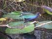 Oiseau bleu courre sur les branches / USA, Floride, Everglades
