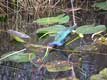 Oiseau bleu dans les marais / USA, Floride, Everglades