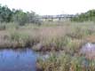 Pont dans les marais / USA, Floride, Everglades