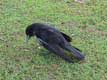 Corbeau noir / USA, Floride, Everglades