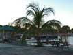 Large palmier sur le quai / USA, Floride, Everglades, Flamingo