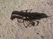 Crayfish / USA, Floride, Everglades
