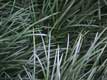 herbe des marais / USA, Floride, Everglades