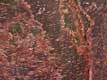 Tronc de gommier rouge (gumbo limbo) / USA, Floride, Everglades