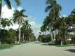 Route bordée de palmiers / USA, Floride, Fort Lauderdale