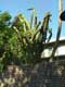 Cactus / USA, Floride, Key West