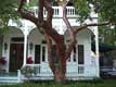 arbre tortueux devant maison coloniale / USA, Floride, Key West