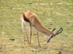 antilope Springbok