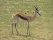 Antilope Springbok / France, Languedoc Roussillon, Réserve Africaine de Sigean