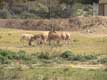 ânes de Somalie / France, Languedoc Roussillon, Réserve Africaine de Sigean