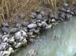 Centaines de tortues marchant les unes sur les autres / France, Languedoc Roussillon, Réserve Africaine de Sigean