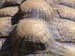 Bosses, carapace de tortue / France, Languedoc Roussillon, Réserve Africaine de Sigean