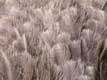 plumes d'autruche