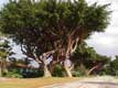 Banyan tree / USA, Floride, Miami, Coral Gables