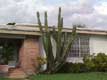Cactus devant maison / USA, Floride, Miami, Coral Gables