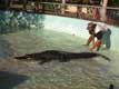 dressage des crocodiles / USA, Floride, Miccosukee