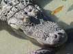 t�te de crocodile / USA, Floride, Miccosukee