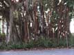 Banyan trees, arbres aux racines aériennes / USA, Floride, Sarasota, Ringling museum of art