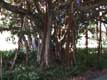 Banyan tree / USA, Floride, Sarasota, Ringling museum of art