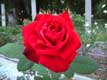 Rose rouge / USA, Floride, Sarasota, Ringling museum of art
