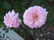 Fleurs roses / USA, Floride, Sarasota, Ringling museum of art