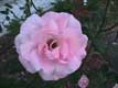 Fleur rose / USA, Floride, Sarasota, Ringling museum of art