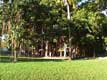 Banyan trees / USA, Floride, Sarasota, Ringling museum of art