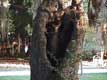 Trou dans tronc d'arbre / USA, Floride, Sarasota, Ringling museum of art