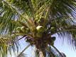noix de coco sur l'arbre / USA, Floride, Sanibel