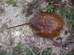 Carapace de limule : arthopode marin vivant près des côtes / USA, Floride, Sanibel