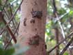 Crabes sur tronc d'arbre / USA, Floride, Sanibel