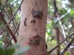 Crabes sur tronc d'arbre