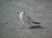 Mouette / USA, Floride, Sanibel