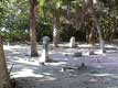 cimeti�re � l'abandon / USA, Floride, Sanibel