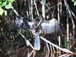 Oiseau noir sur une branche ailes ouvertes / USA, Floride, Sanibel
