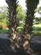Tronc de palmier / USA, Floride, Tampa