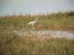 h�ron / USA, Floride