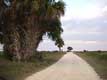 chemin dans la r�serve / USA, Floride