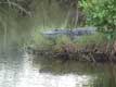 alligator