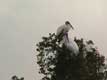 ibis / USA, Floride