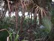 jungle / USA, Floride