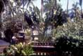 Palmier dans les jardins / Indonesie
