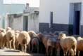 Moutons dans les rues / Israel, Jerusalem