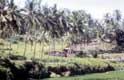 palmiers / Indonesie
