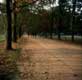 all�e bord�e d'arbres / inconnu