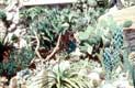 Cactus / Afrique, Kenya