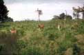 antilopes