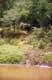Buffle darshye / Afrique, Kenya
