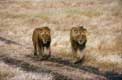 Duo de lions Ã  Gorongoro / Afrique, Kenya